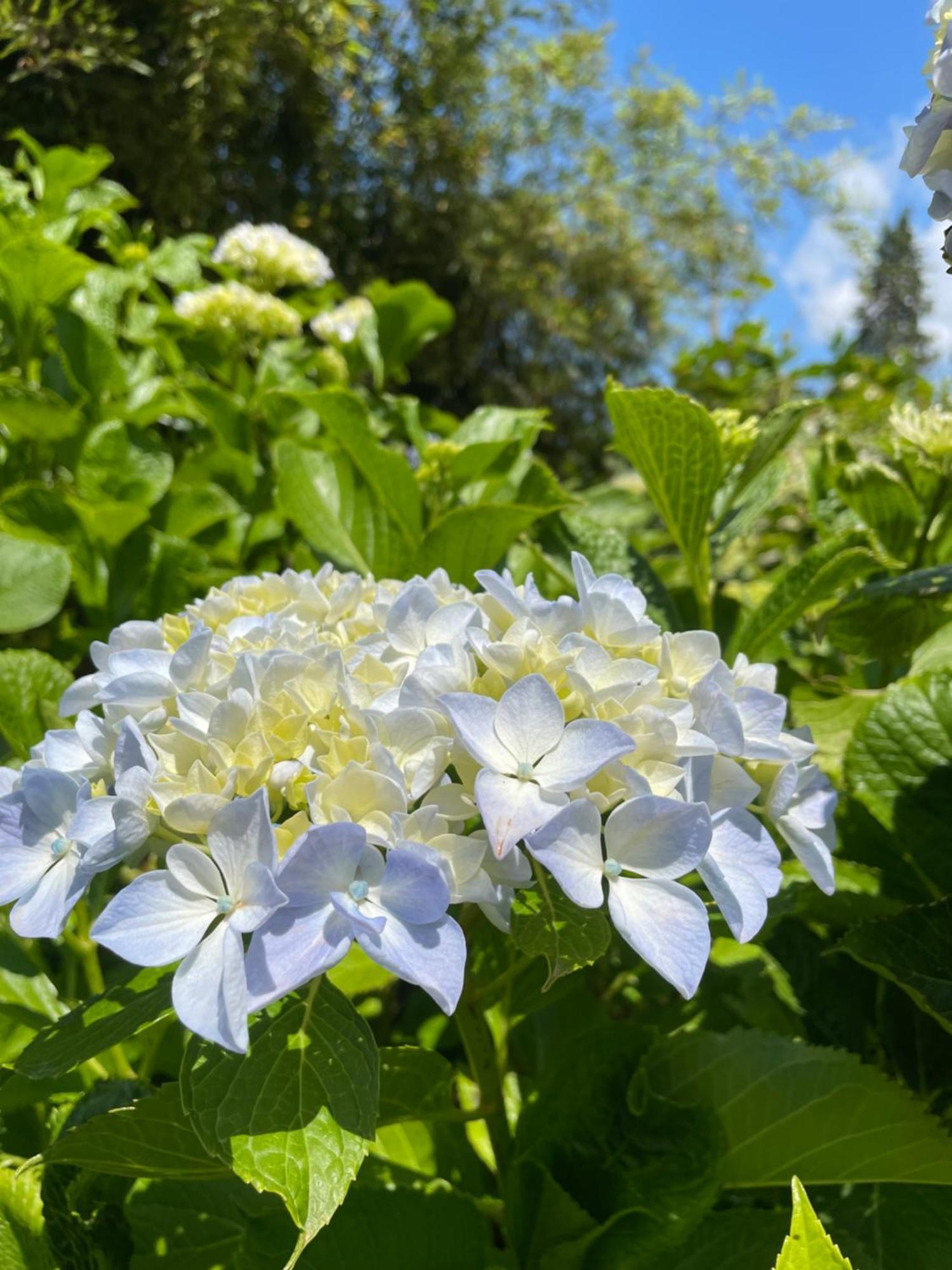 B&B Villa Giardini Susanna Gattico 外观 照片